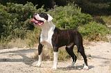 BOULEDOGUE AMERICAIN 406